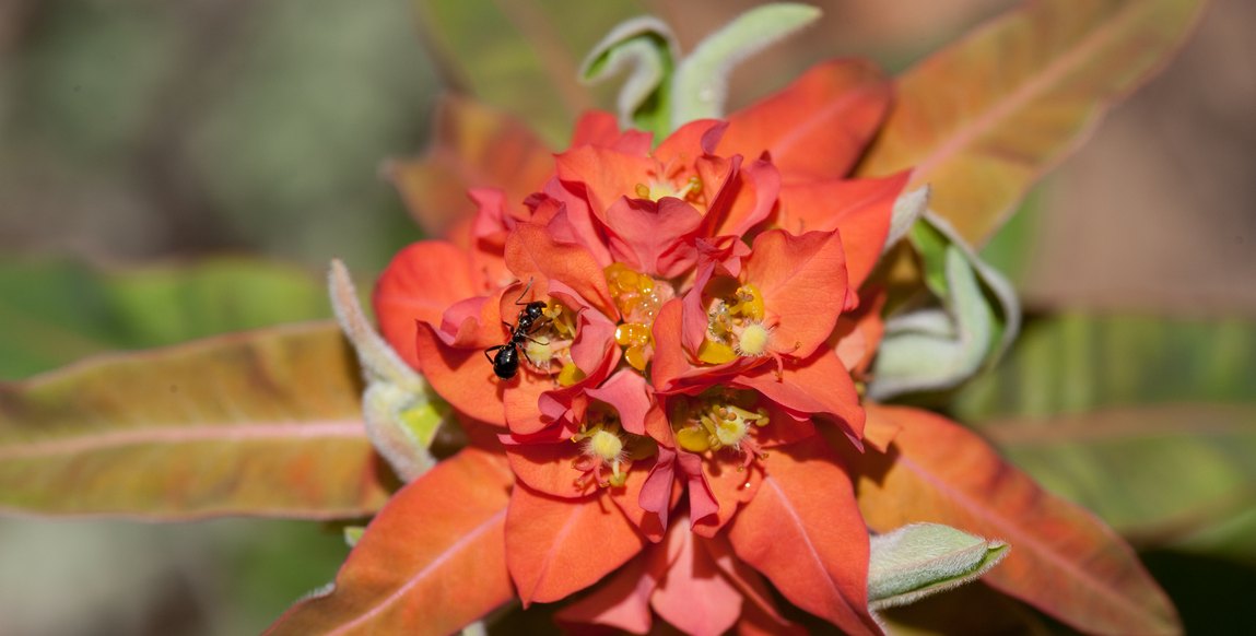 Voyage Trek sommets du Bhoutan, Fleurs dans la vallée de Paro