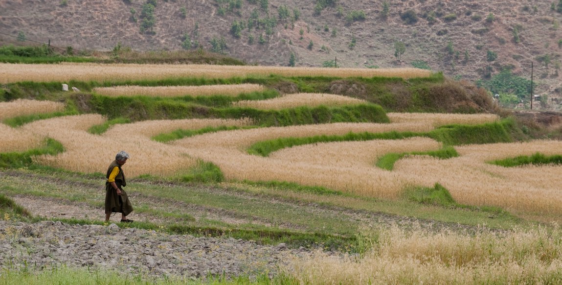 Voyage au Bhoutan, Traversée d'Ouest en Est - Punakha