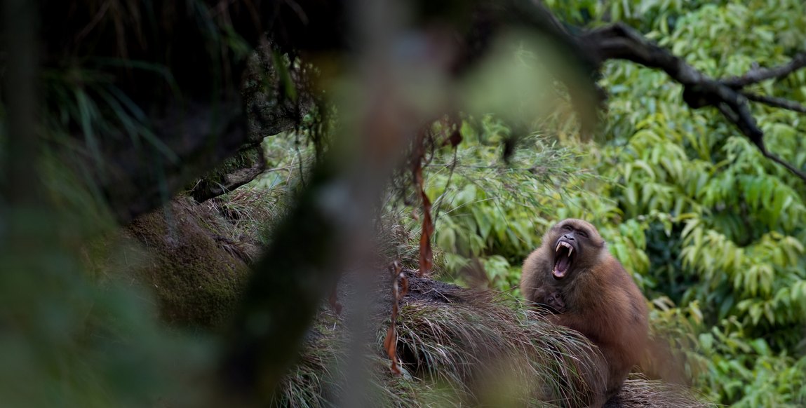 Voyage au Bhoutan, Traversée d'Ouest en Est - singes à trongsa