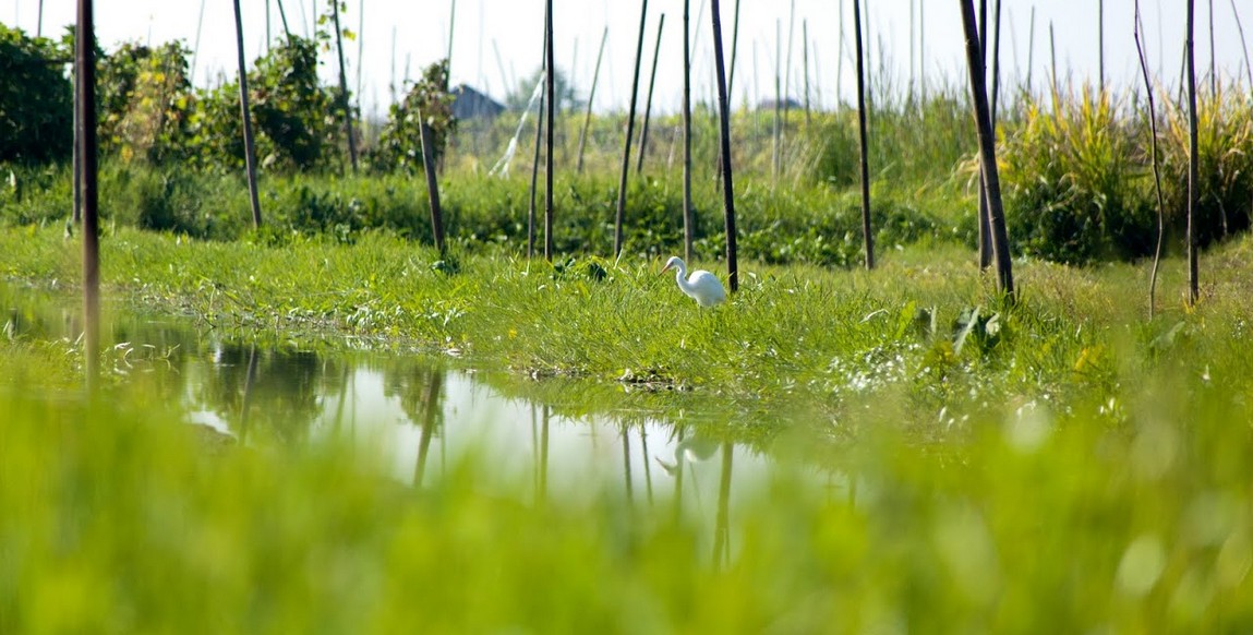 Voyage en Birmanie en liberté, jardins flottants sur le lac Inle