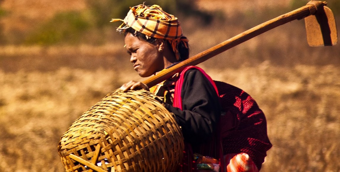 Voyage trek en Birmanie les ethnies de l'état Shan, travail dans les champs