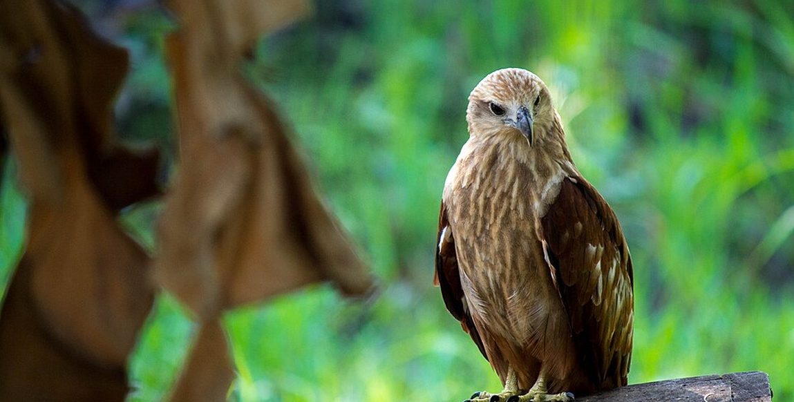 Busard des roseaux dans la réserve ornithologique de Kumarakom, Kerala