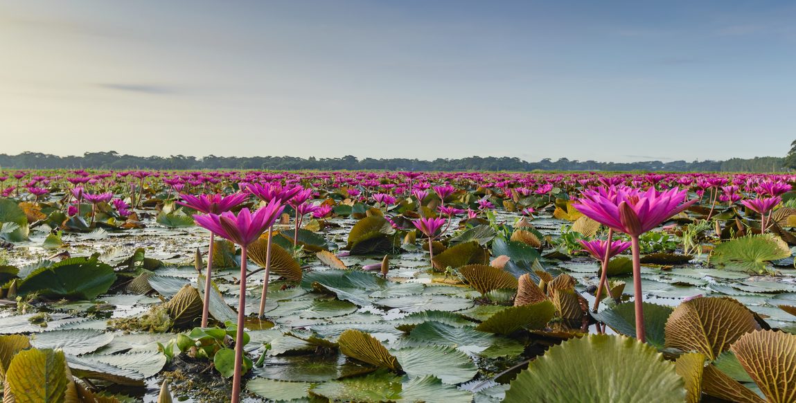 Champs de nénuphars en fleurs à Malarikkal, Kerala