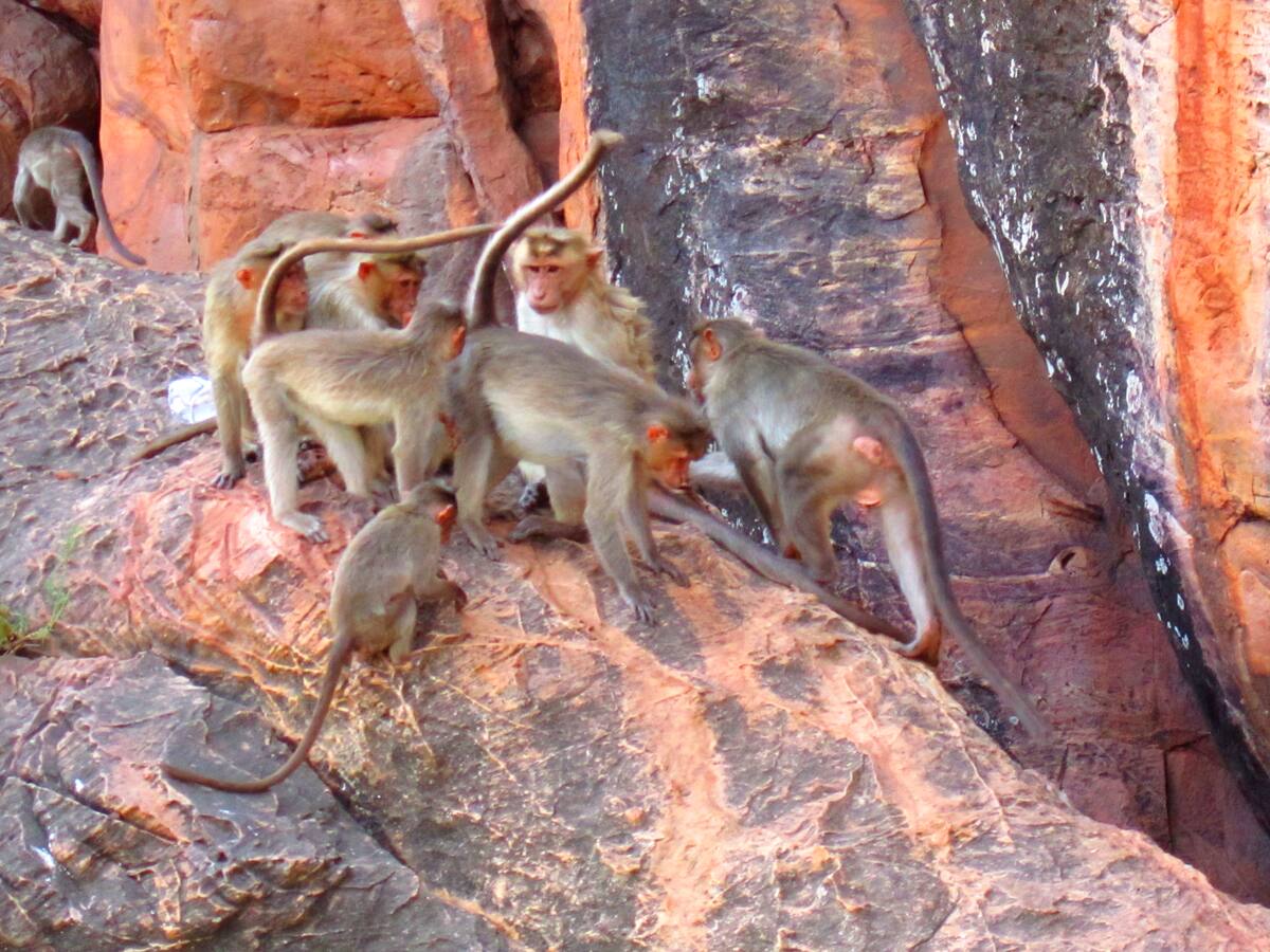 Troupe de macaques sur les falaises de Badami