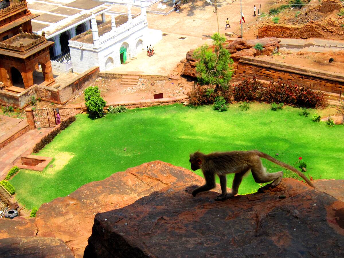 Macaque au sommet du fort de Badami avec vue sur les jardins