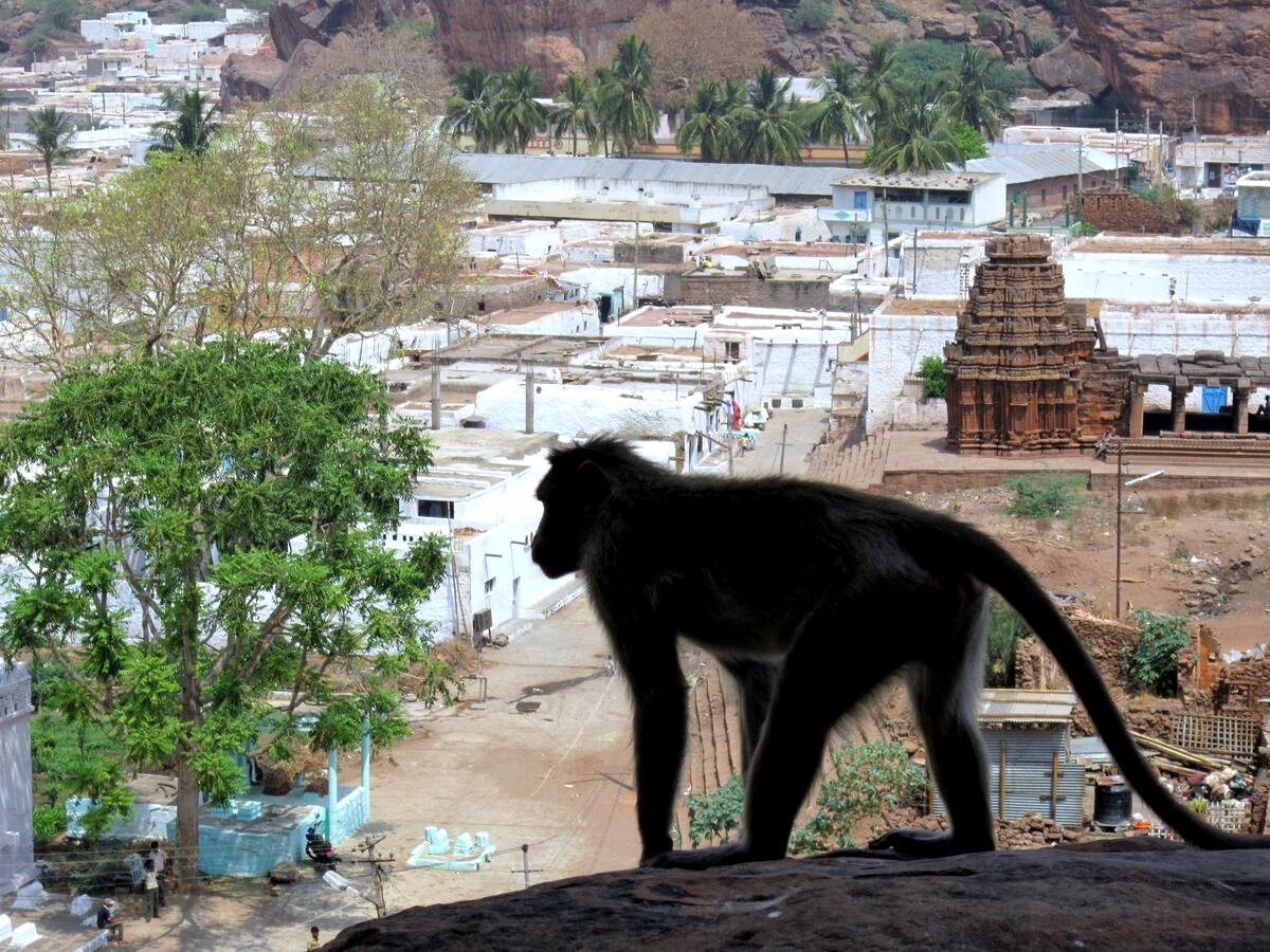 Macaque surplombant le village de Badami