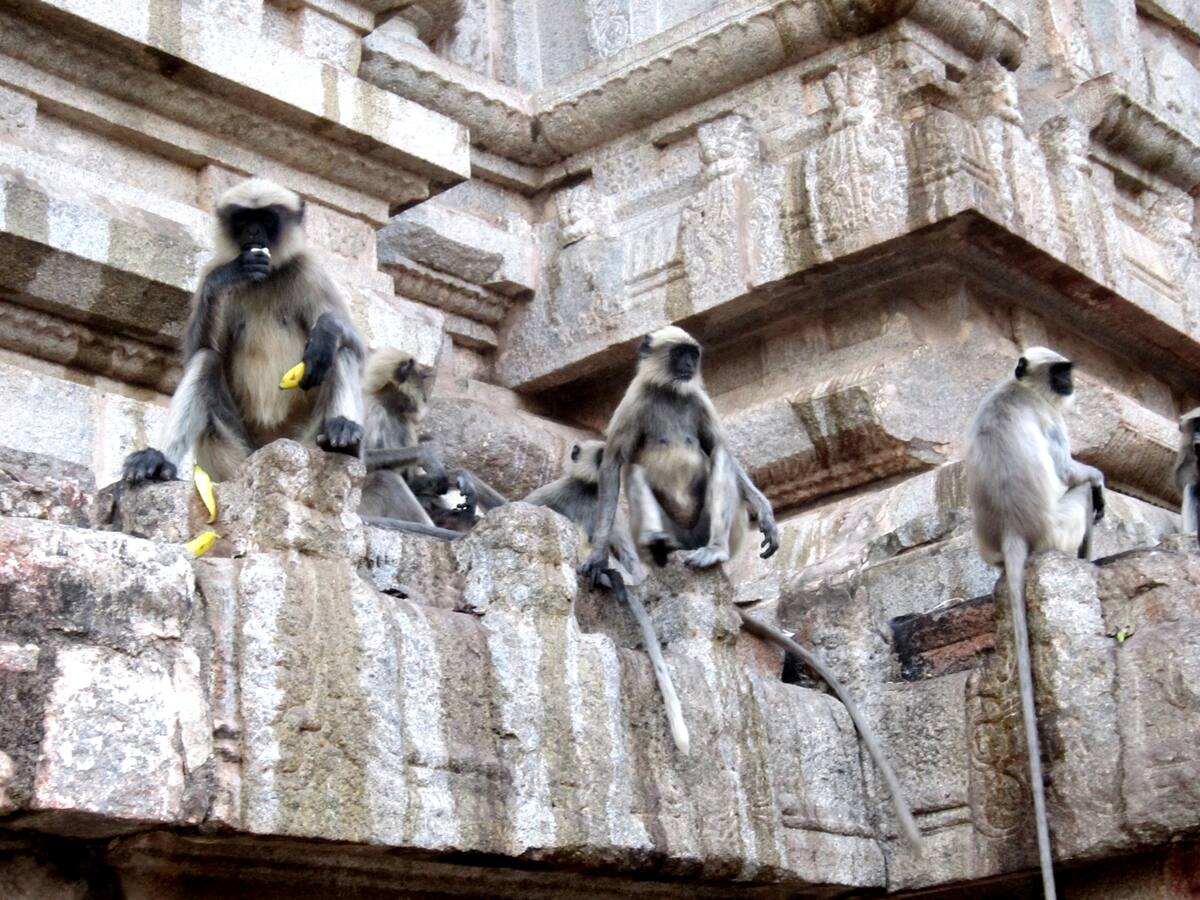 Langurs assis sur les sculptures d'un temple de Hampi