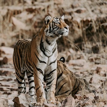 Les réserves de Tigre en Inde