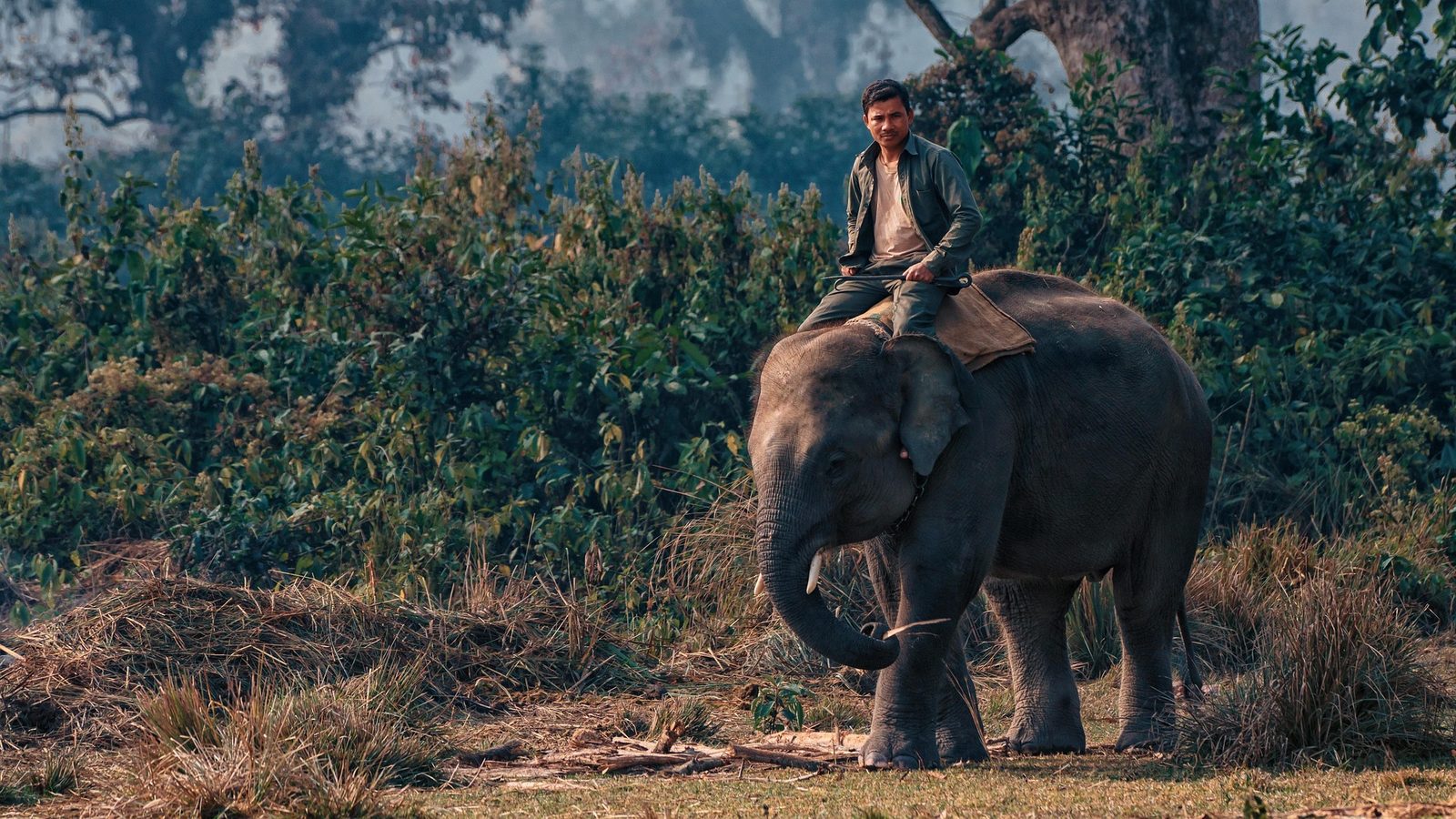Cornac et son éléphant dans la jungle du Teraï, près de Chitwan