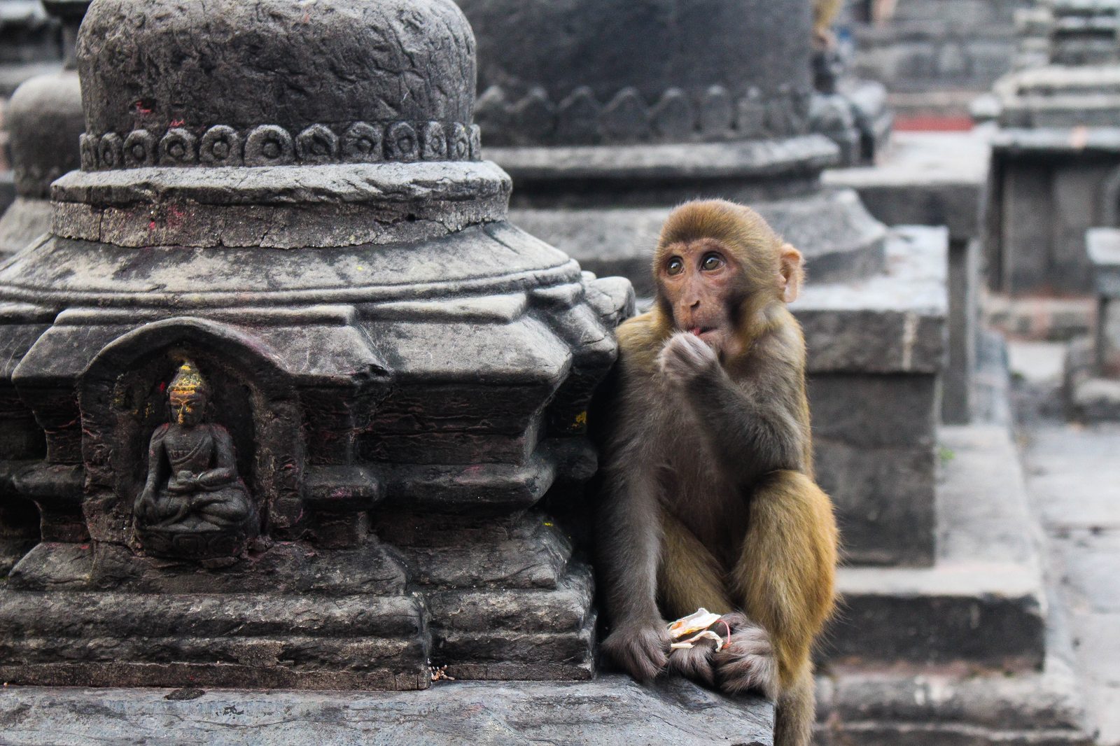 Jeune macaque au temple des singes de Swayambhunath
