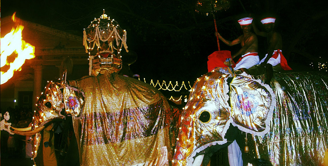 Voyage au Kérala, éléphant à Trichur