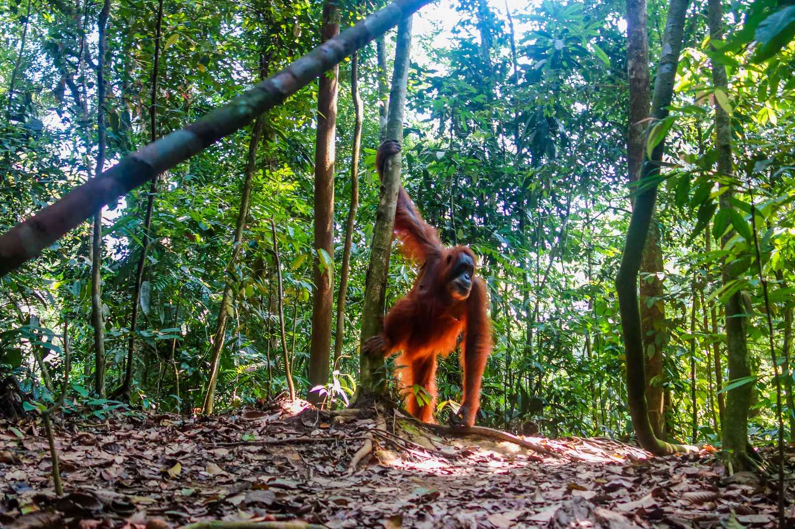 Orang-outan dans la jungle de Bukit Lawang, Sumatra