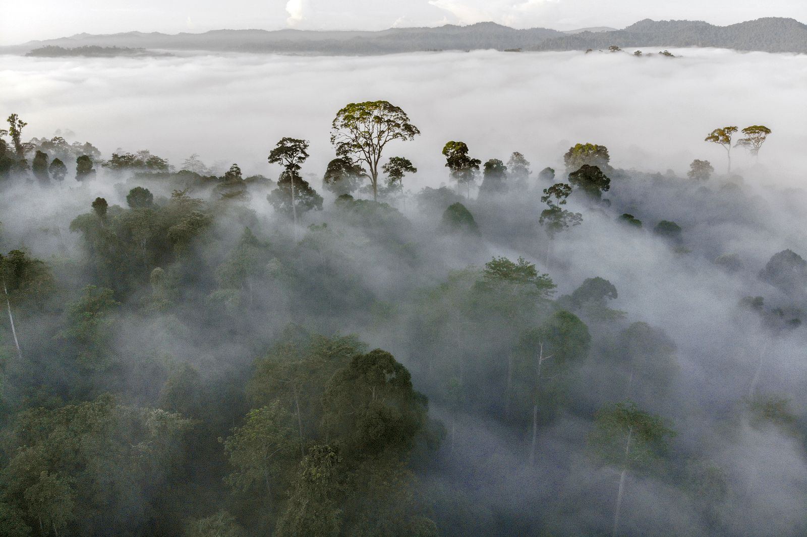Brume matinale sur la forêt primaire de Danum Valley, Bornéo