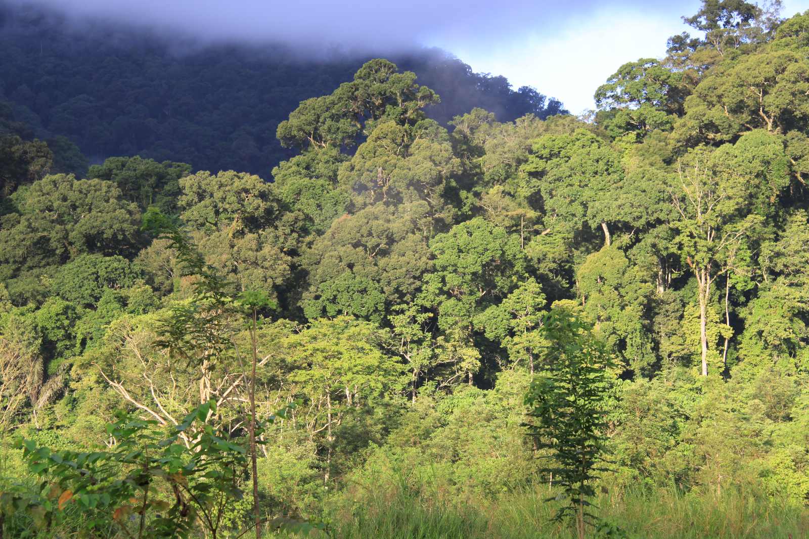 Forêt brumeuse de Ketambe, Sumatra