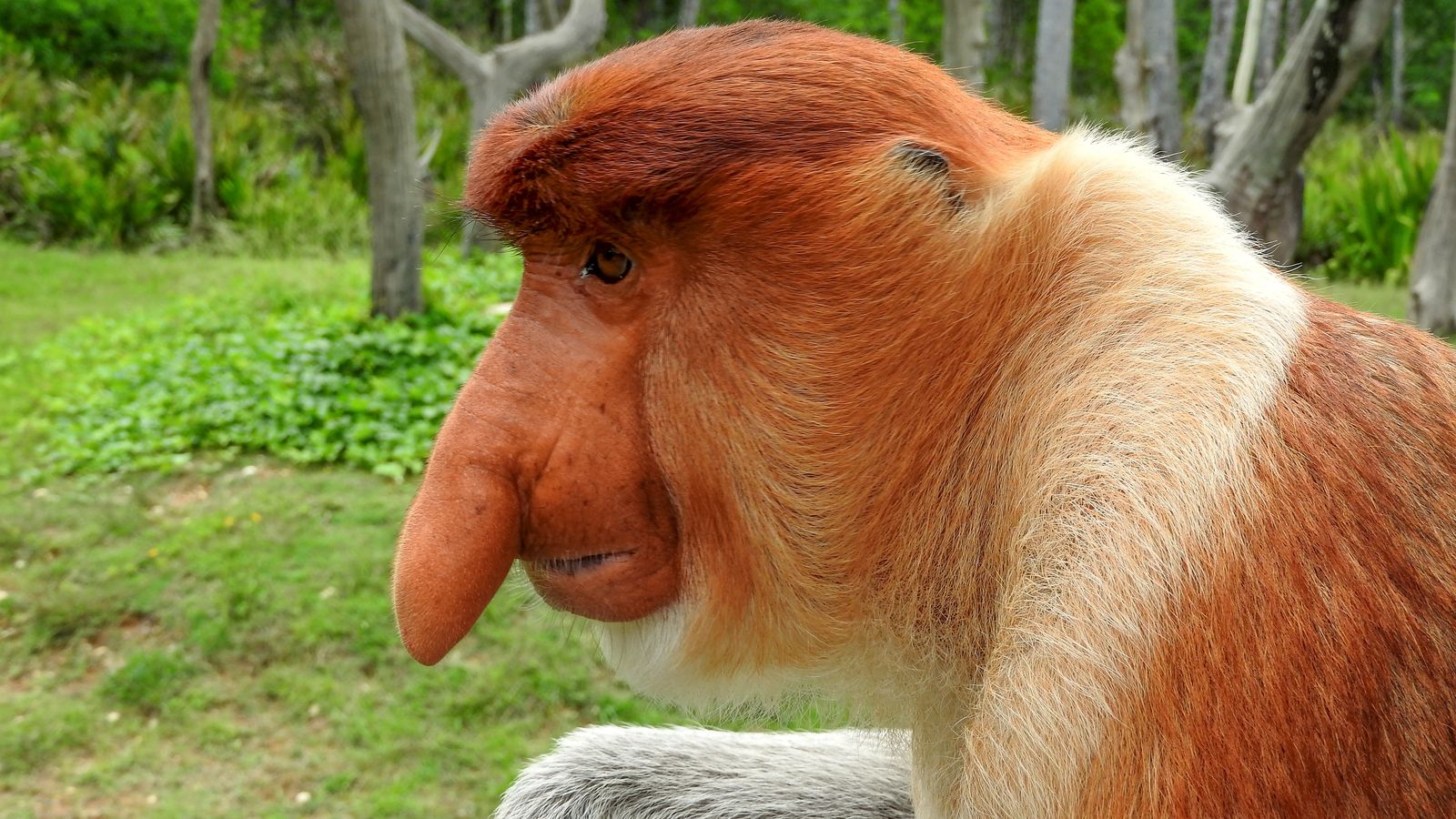 Singe nasique (proboscis), rivière Kinabatangan, Bornéo