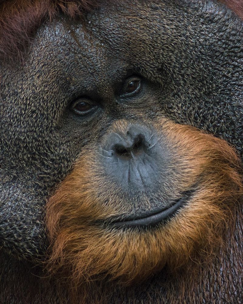 Portrait d'un orang-outan mâle