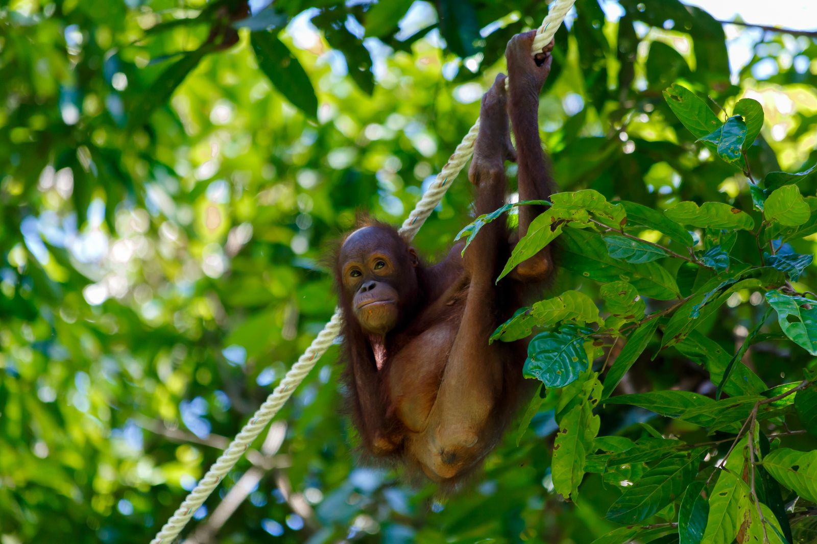 Orang-outan au centre de réhabilitation de Sepilok, Bornéo