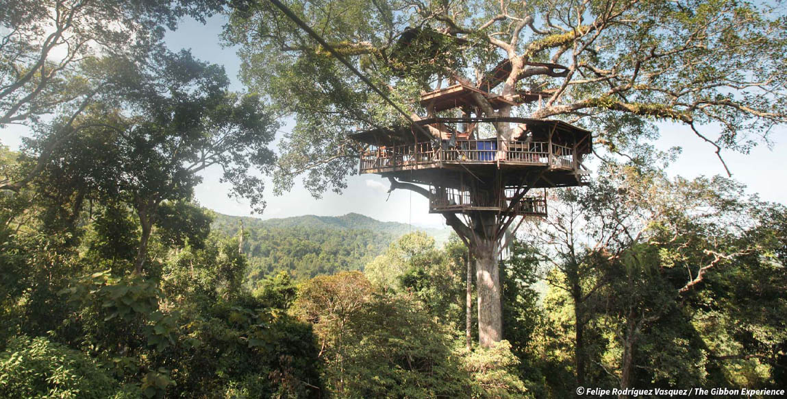 Voyage Laos, La Gibbon Expérience