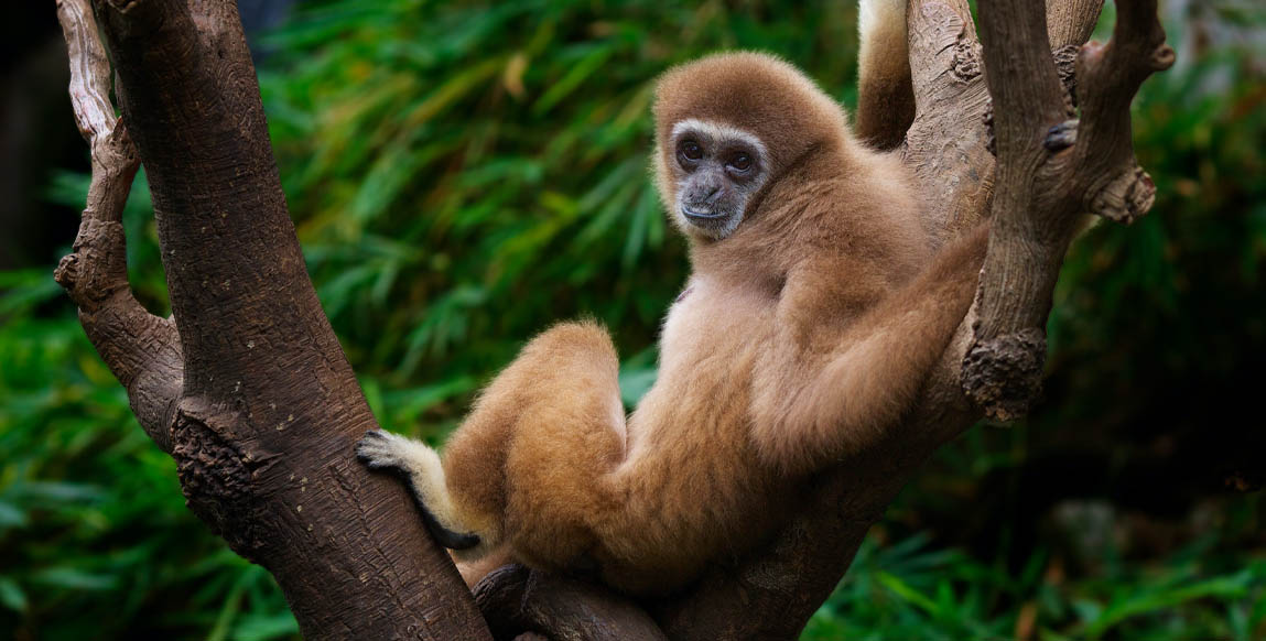 Voyage Laos, La Gibbon Expérience