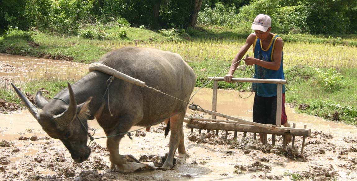 Voyage Laos, Croisière de Pakse aux 4000 îles du Mékong