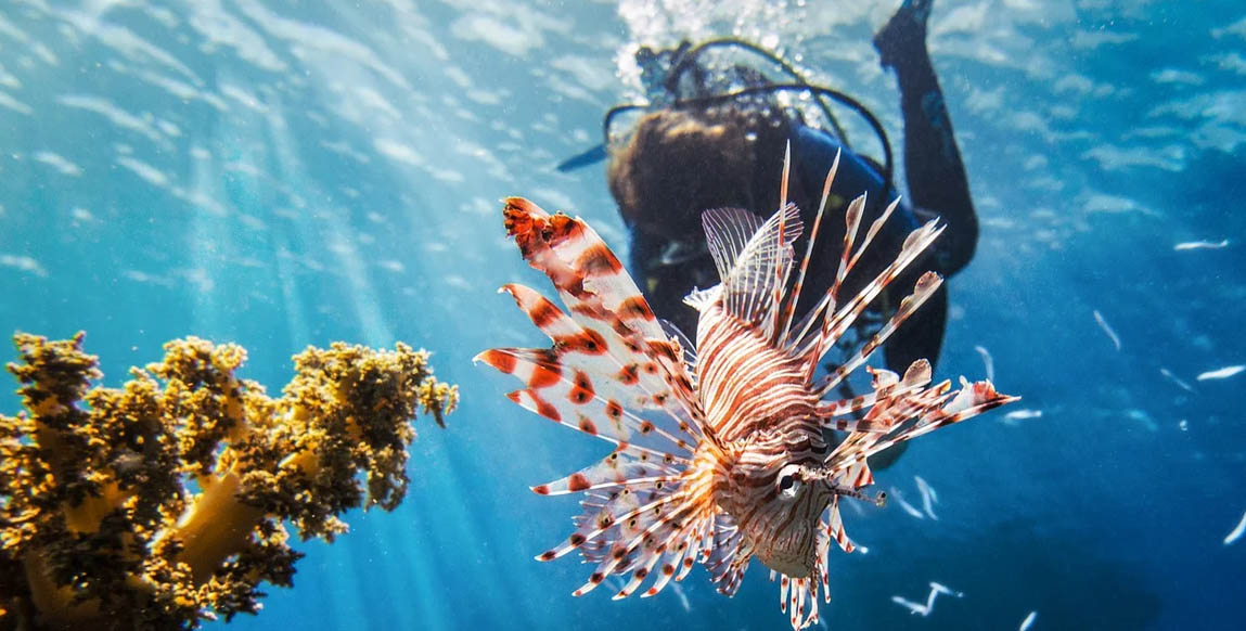 Voyage à Aqaba, plongée