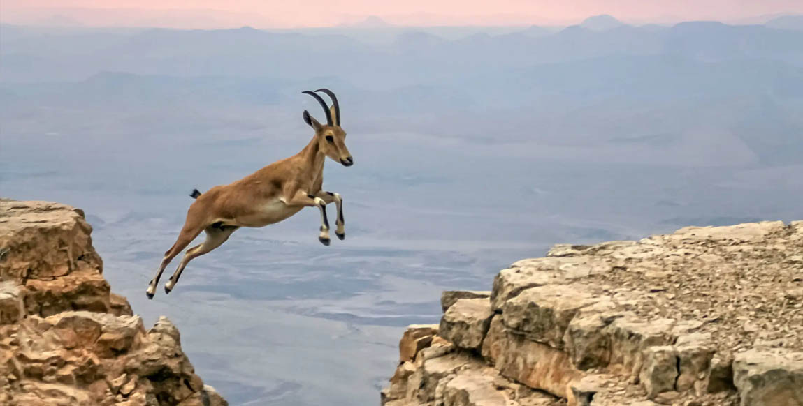 Voyage à Wadi Mujib, Ibex au sommet des gorges du Wadi Mujib