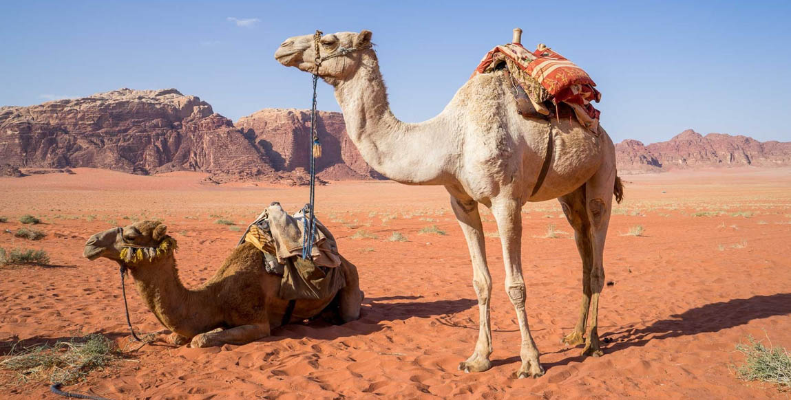 Voyage au Wadi Rum, chameau