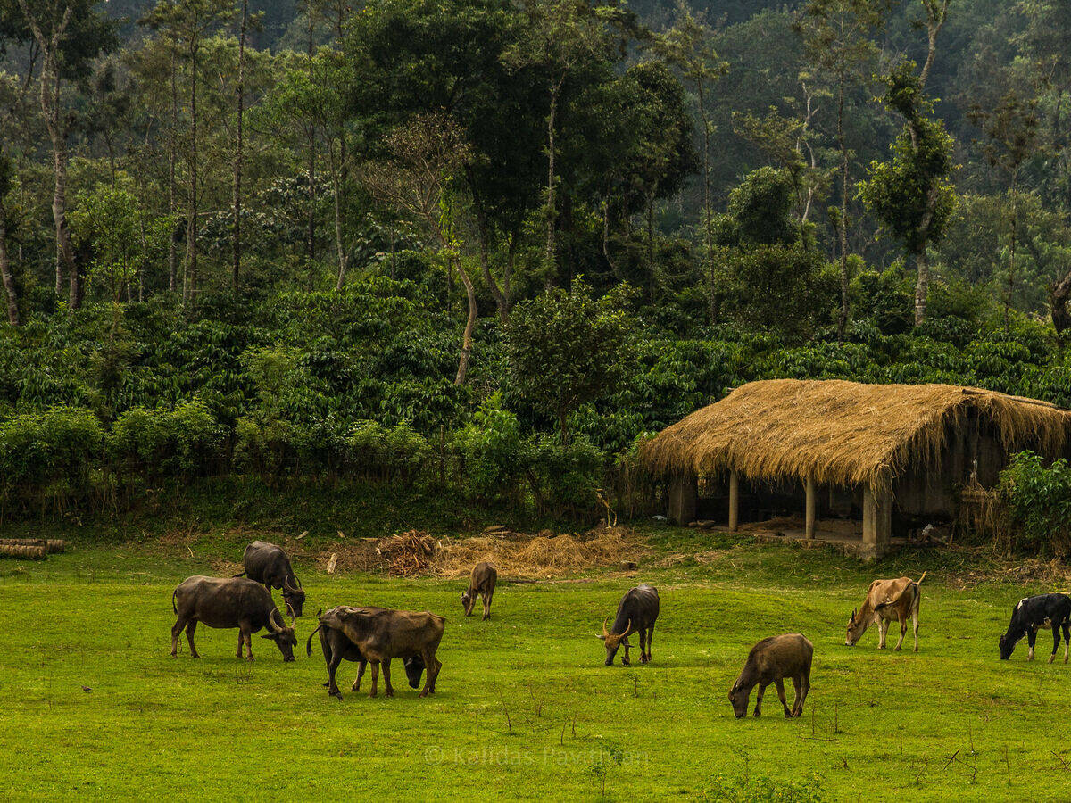 Buffles au pâturage à Coorg