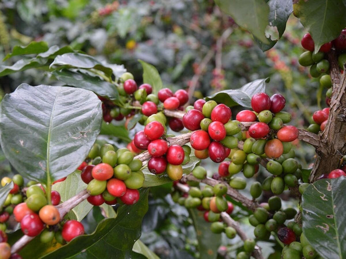 Cerises de café à Coorg