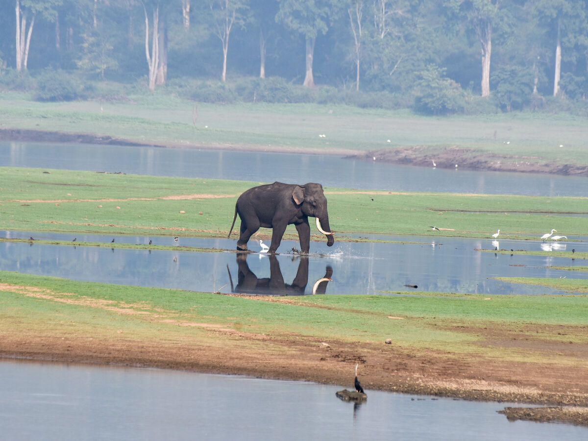 Éléphant dans la rivière Kabini