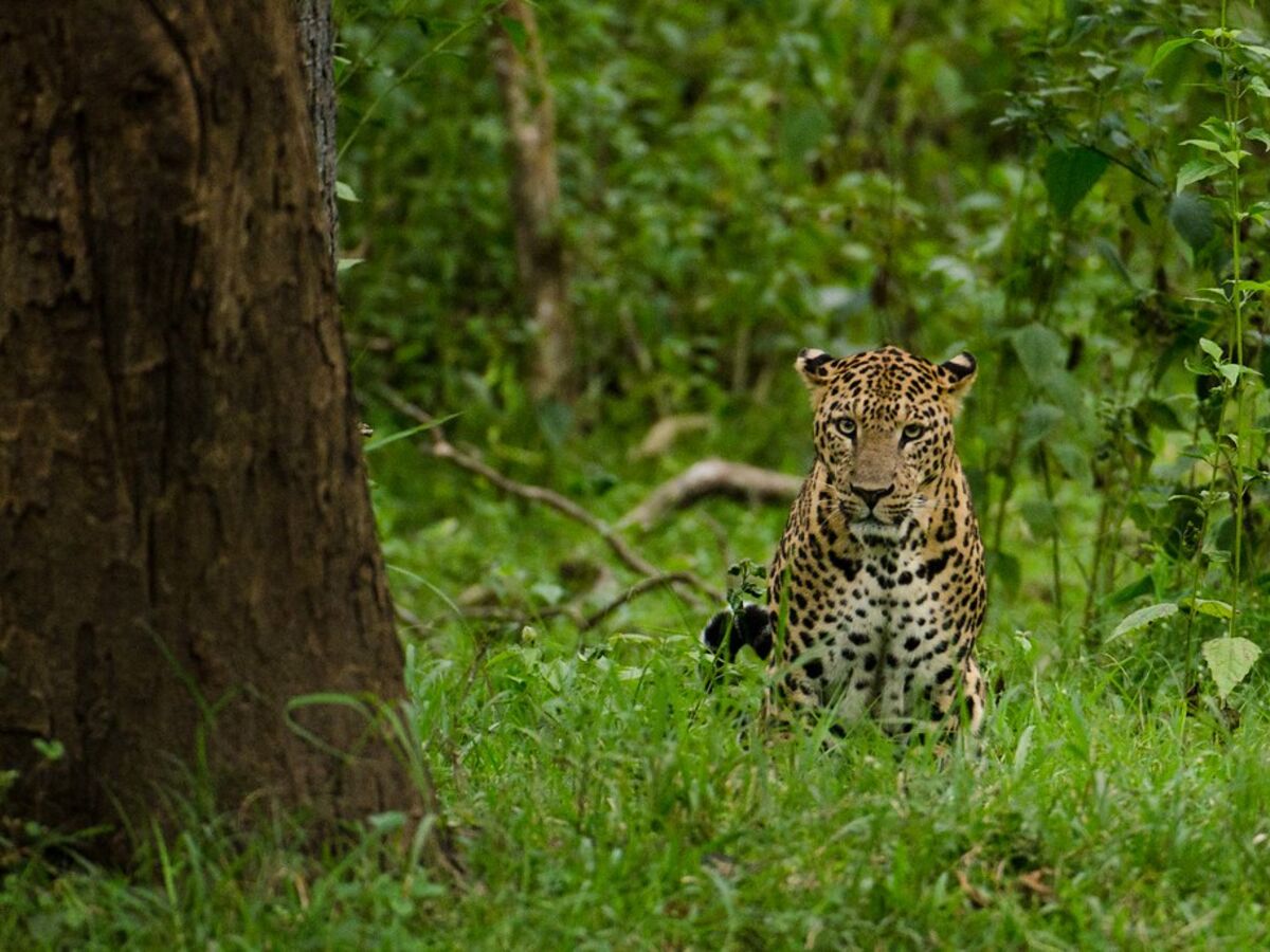Léopard au parc de Nagarhole