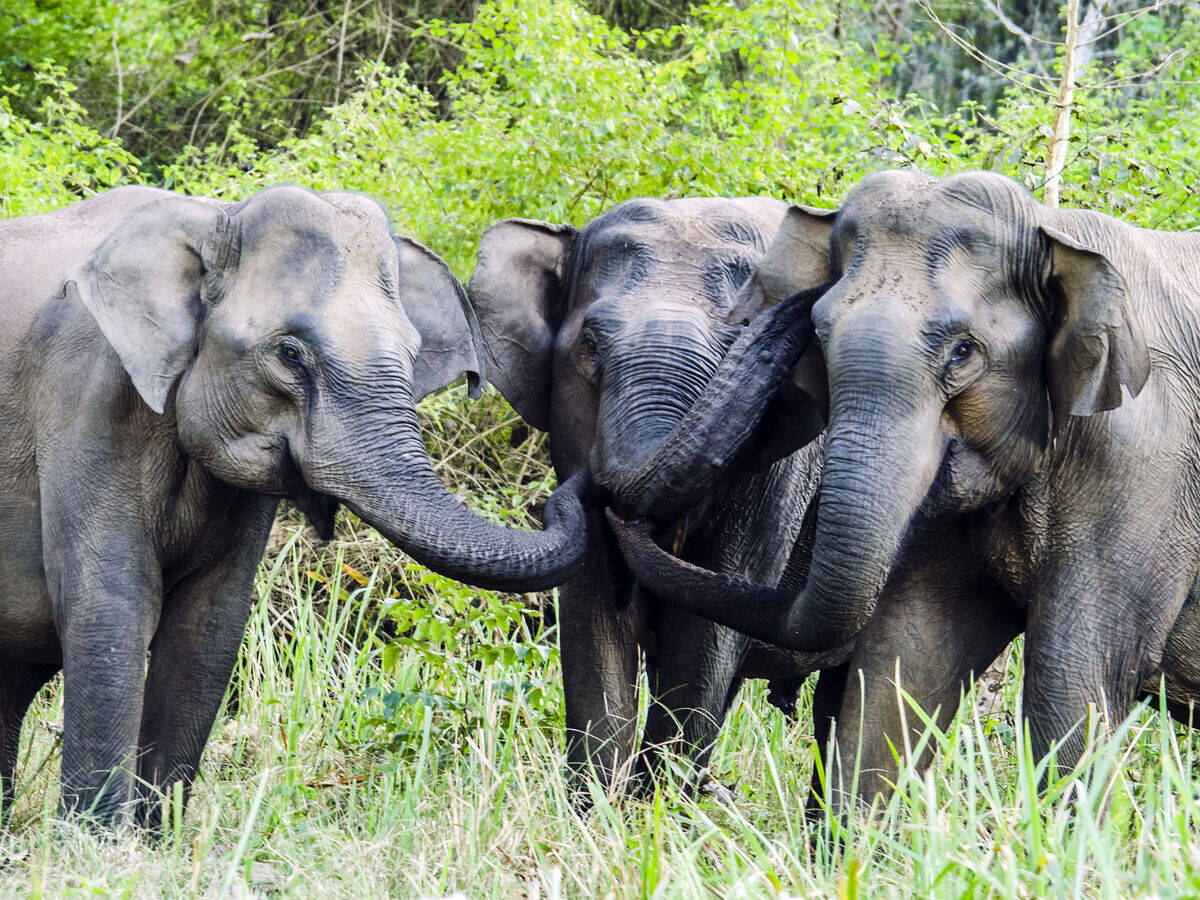 Troupeau d'éléphants au parc de Nagarhole