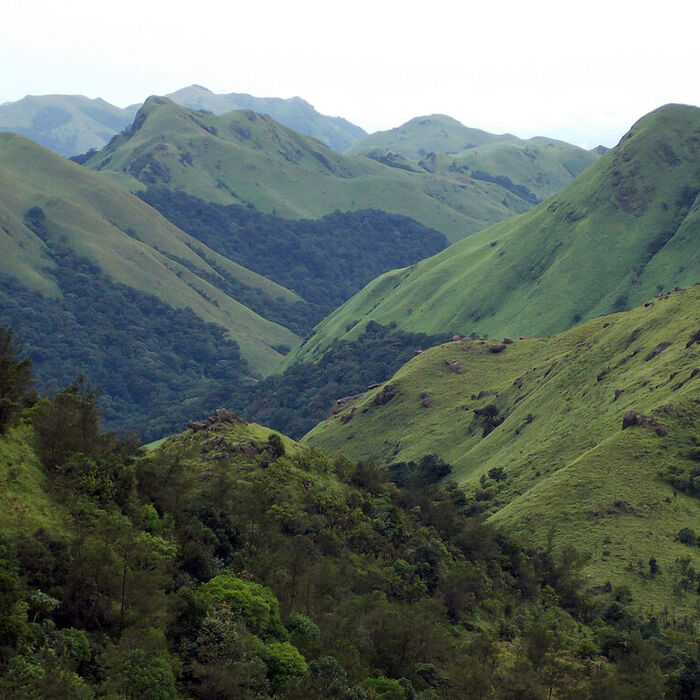 Plantations de café de Coorg (Kodagu), Karnataka