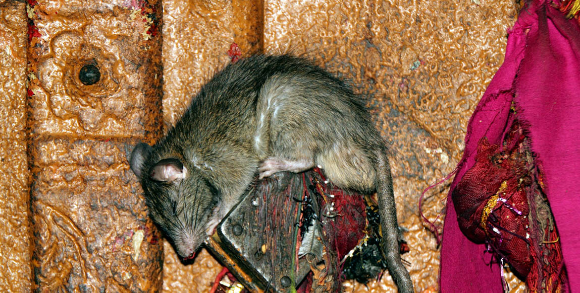 Temple des rats Karni Mata