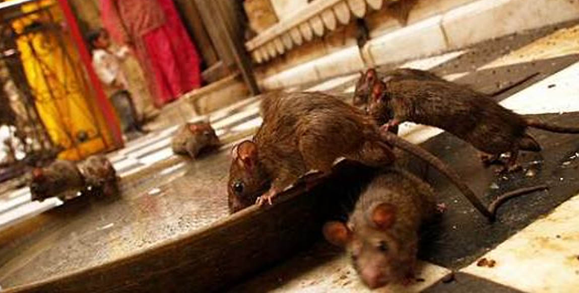 Temple des rats Rajasthan