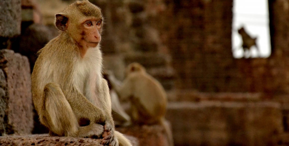 Macaques et Langurs dans les jardins de Mandore