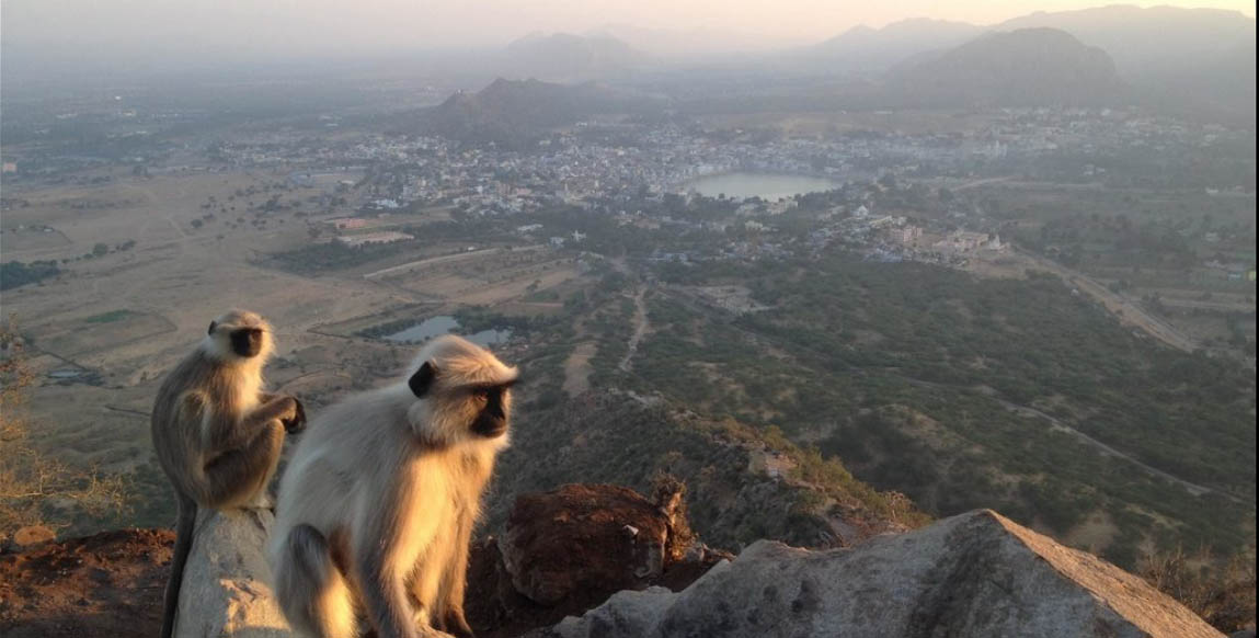 Temple Savitri Pushkar