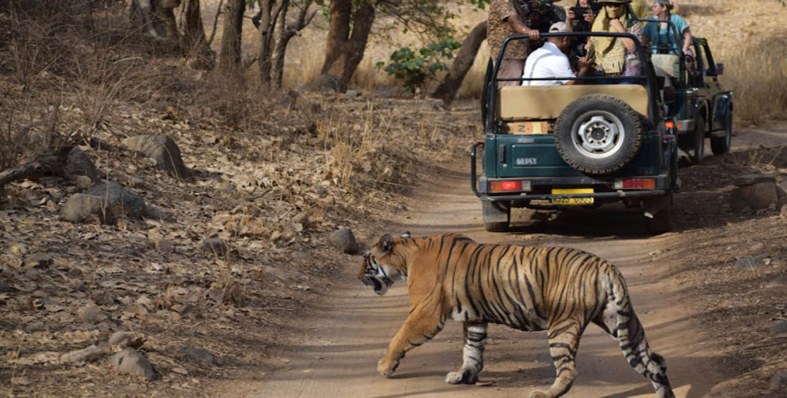 Jeep à Ranthambore