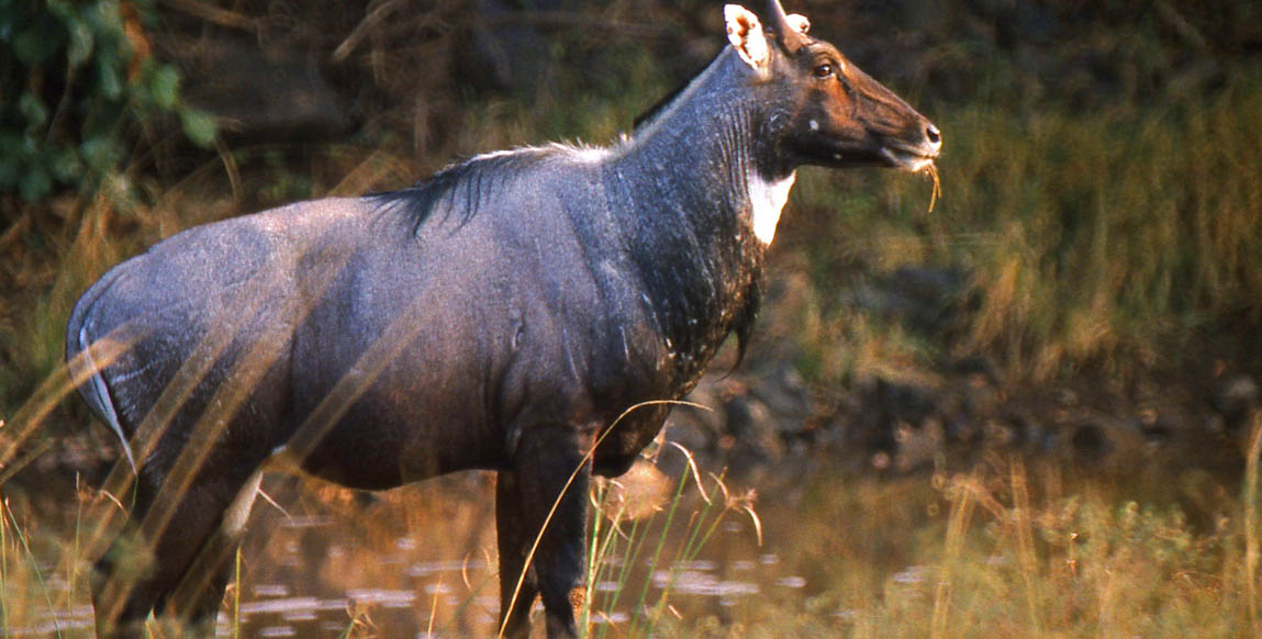 Nilgai (grosse antilope), Ranthambore