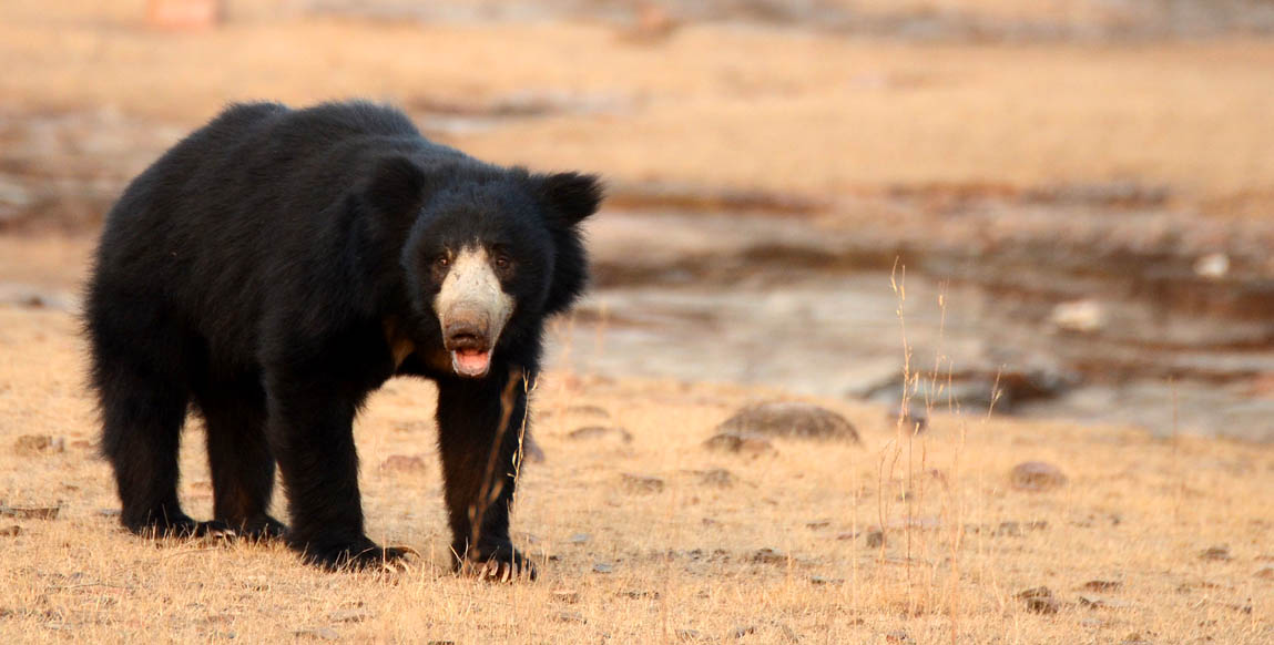 Ours paresseux, Ranthambore