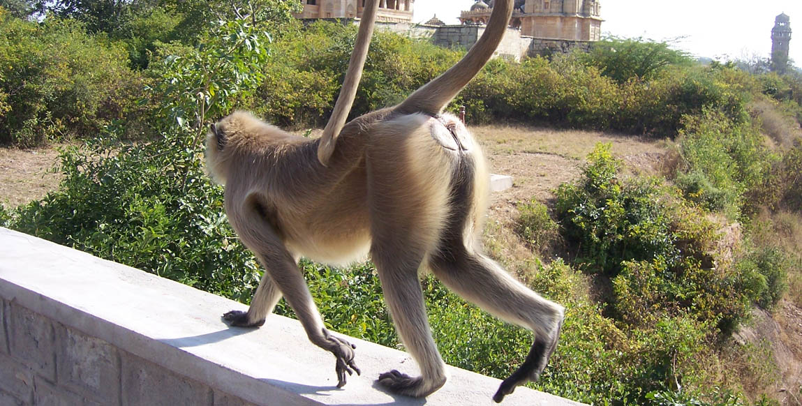 Langur à Chittorgarh