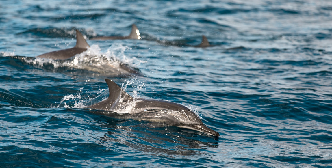 Voyage à Kalpitiya : dauphins au large