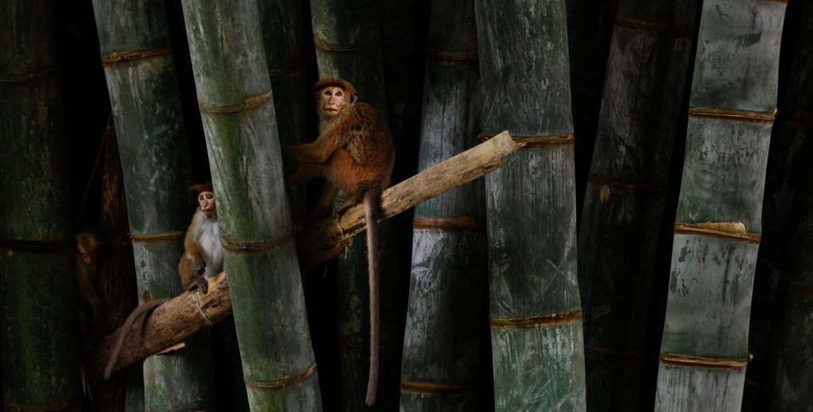 Voyage à Kandy : jardins botaniques de Peradeniya