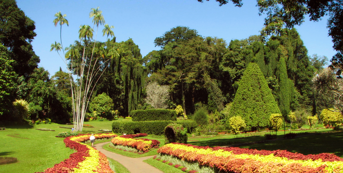 Voyage à Kandy : jardins botaniques de Peradeniya
