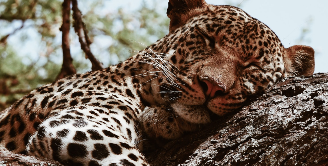 Voyage Safari : léopard en pleine action