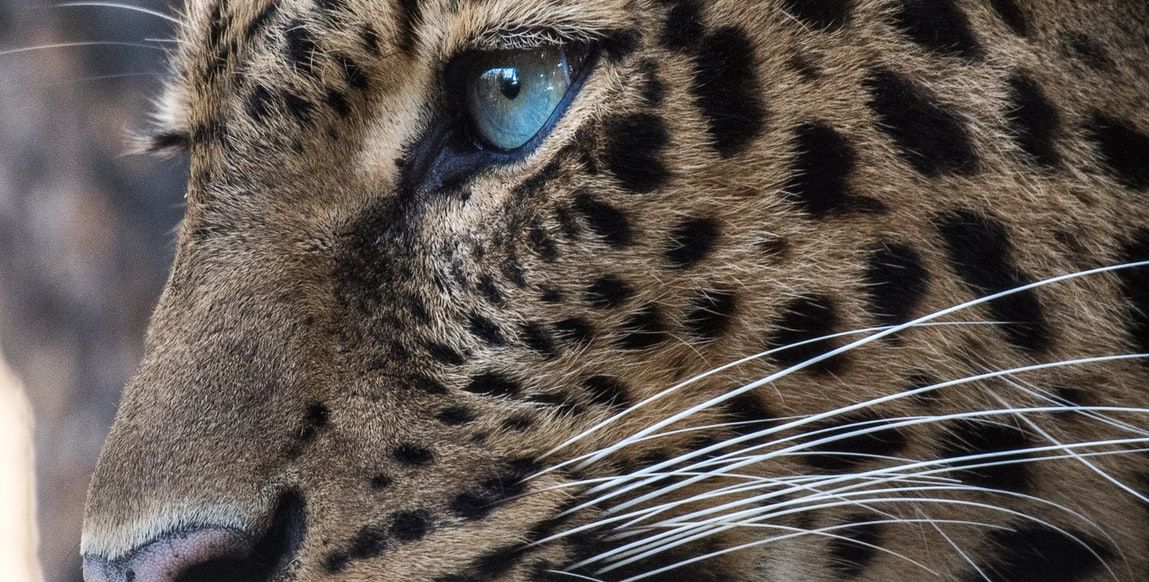 Voyage Safari : léopard