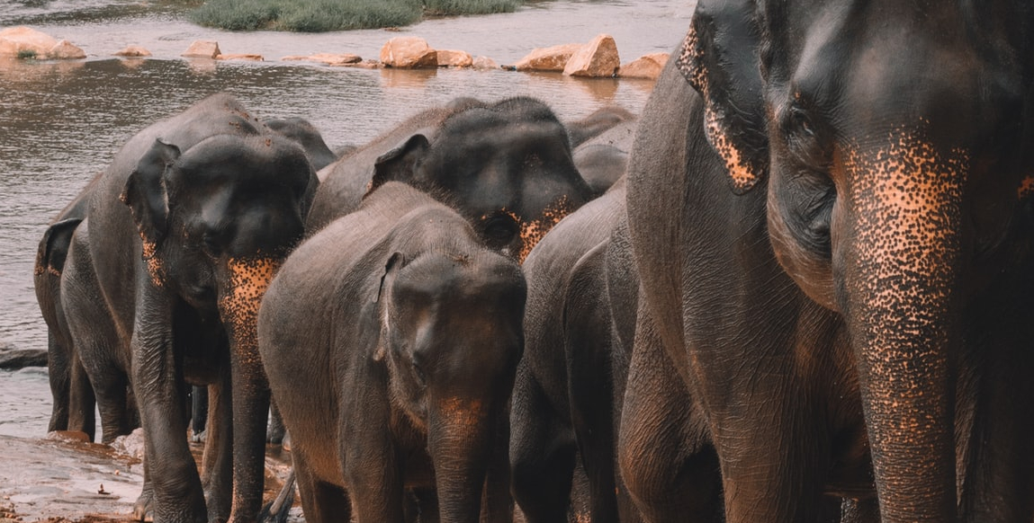 Voyage Safari : troupeau d'éléphants