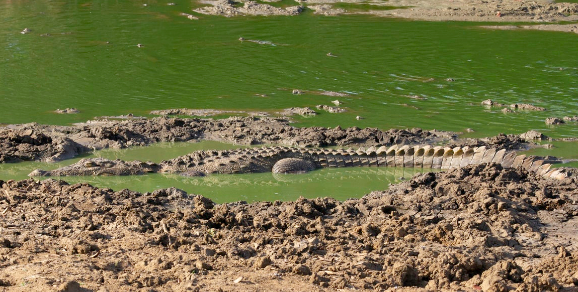 Voyage Safari : crocodile aux aguets