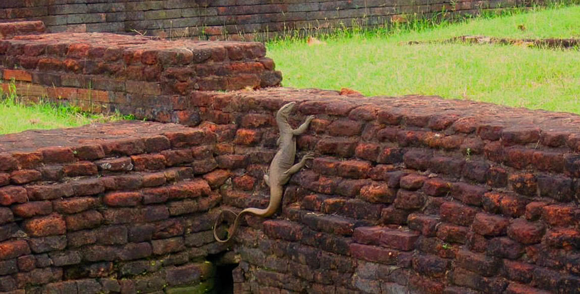 Voyage à Sigiriya : varan prenant le soleil dans les Jardins d'eau