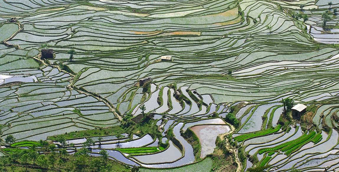 Rizières de Yuanyang à l'aube, Yunnan, Chine